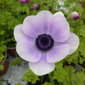 Anemone coronaria (Fransk Anemone)