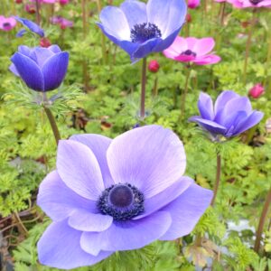 Anemone coronaria (Fransk Anemone)