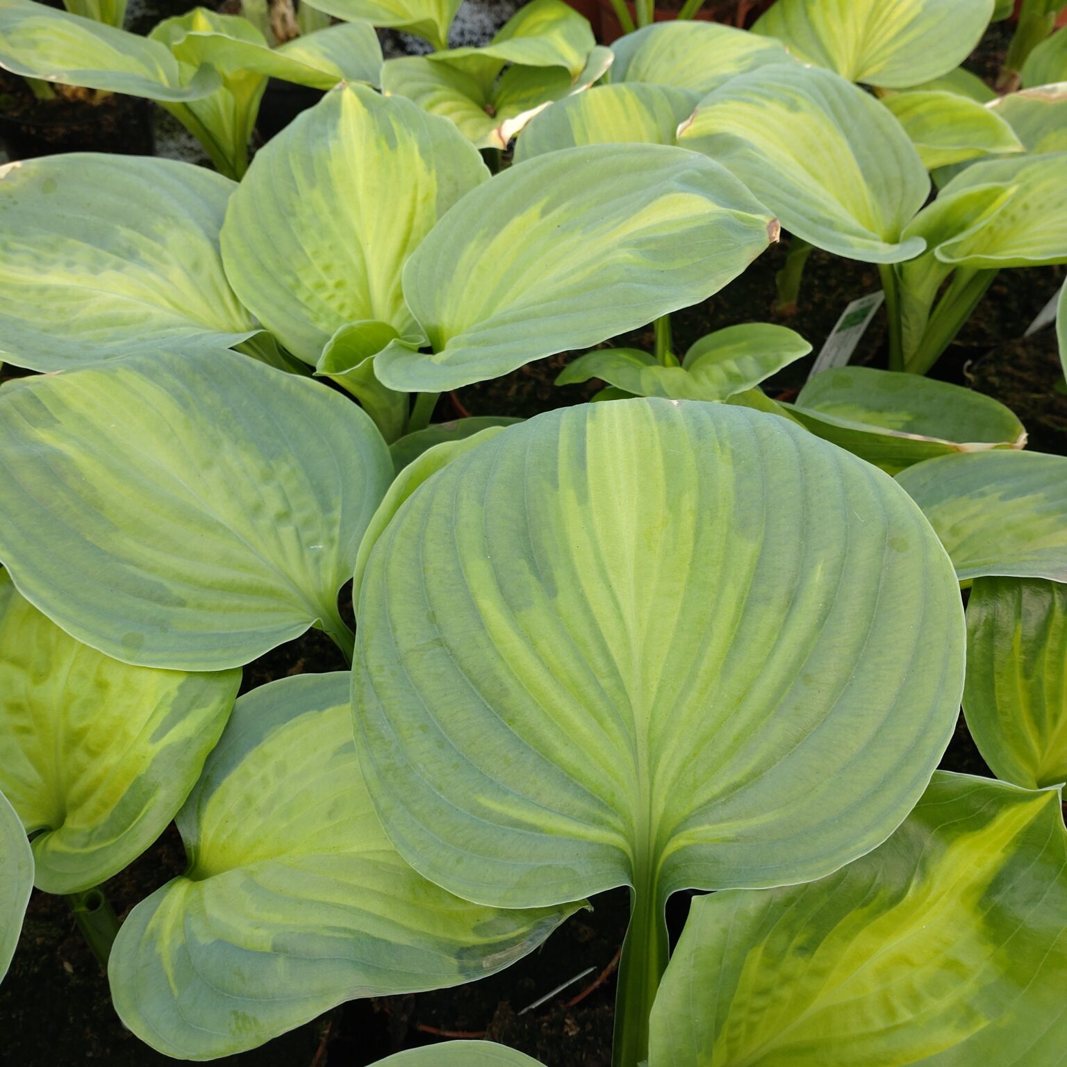 Hosta 'Avocado' (Funkia) Lundagers Gartneri