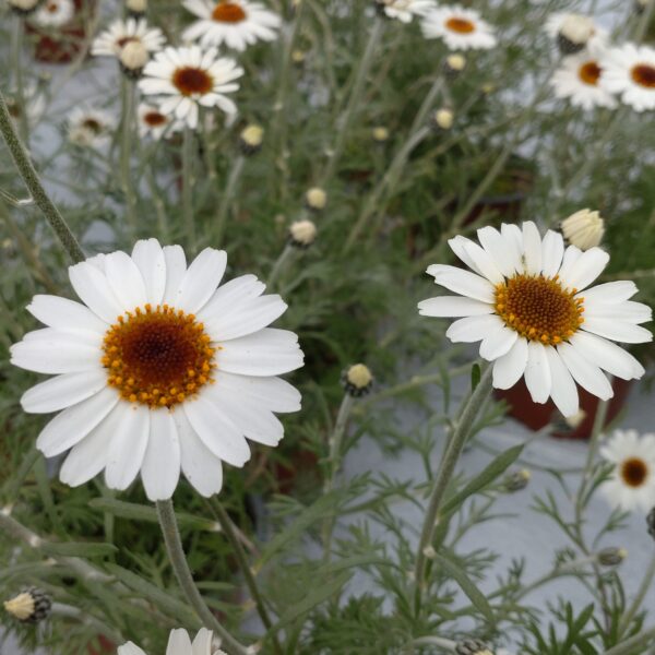 Rhodanthemum-hosmariense-Marokkansk-Marguerit