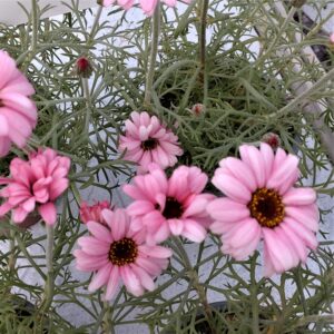 Rhodanthemum-hosmariense-Marokkansk-Marguerit