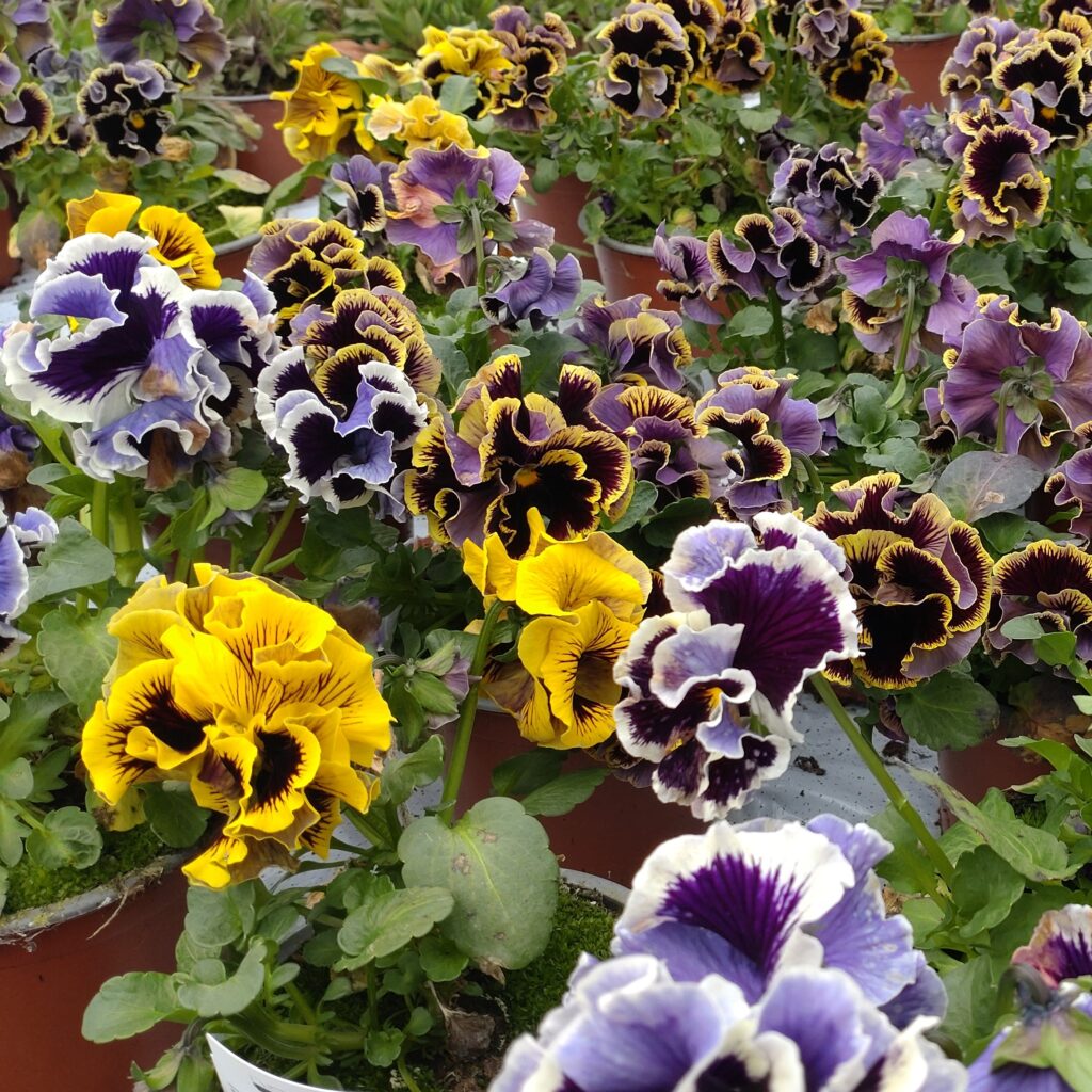 Viola Ruffles Viola hybrida 'Ruffles' (Stedmoder Krøllet) - Lundagers Gartneri