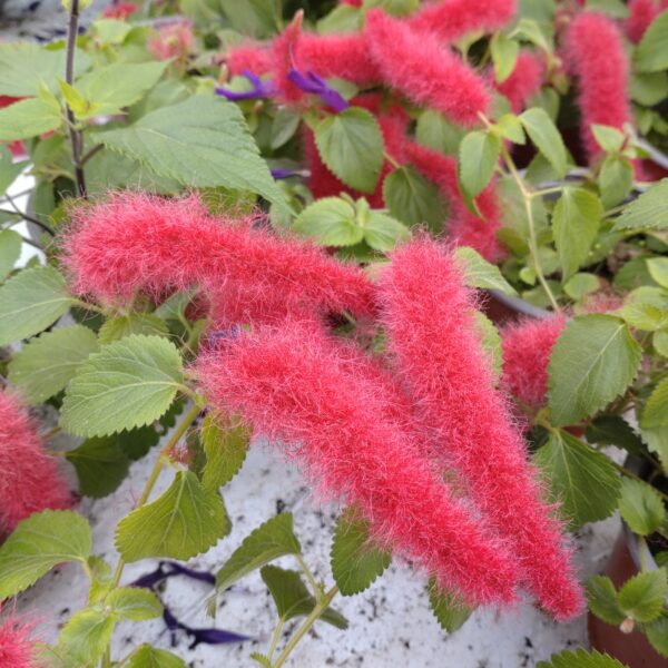 Acalypha hybrid 'Foxie' (Acalypha)