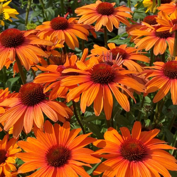 Echinacea purpurea 'Sunseekers Clementine' (Purpursolhat)