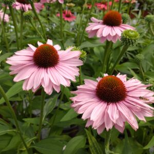 Echinacea purpurea 'Sunseekers Blush' (Purpursolhat)