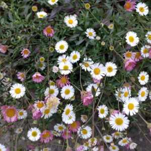 Erigeron karvinskianus (Bakkestjerne)