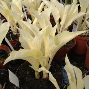 Hosta 'White Feather' (Funkia)