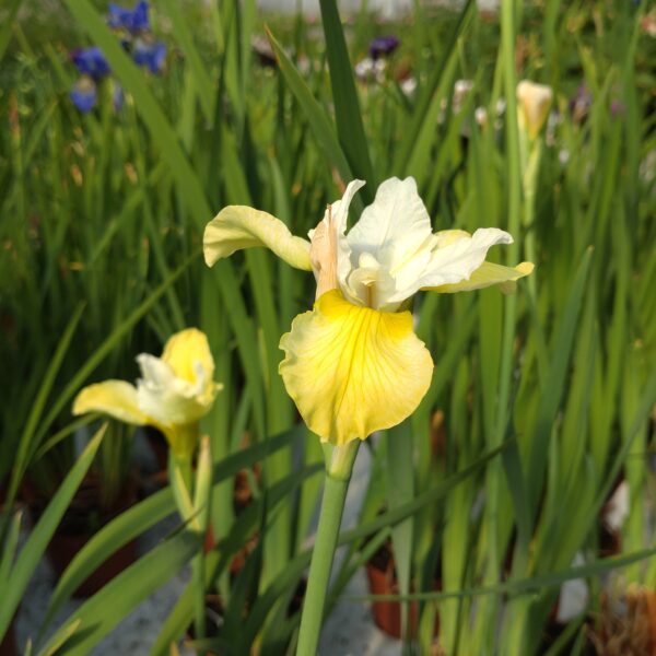 Iris sibirica 'Butter and Sugar' (Iris)