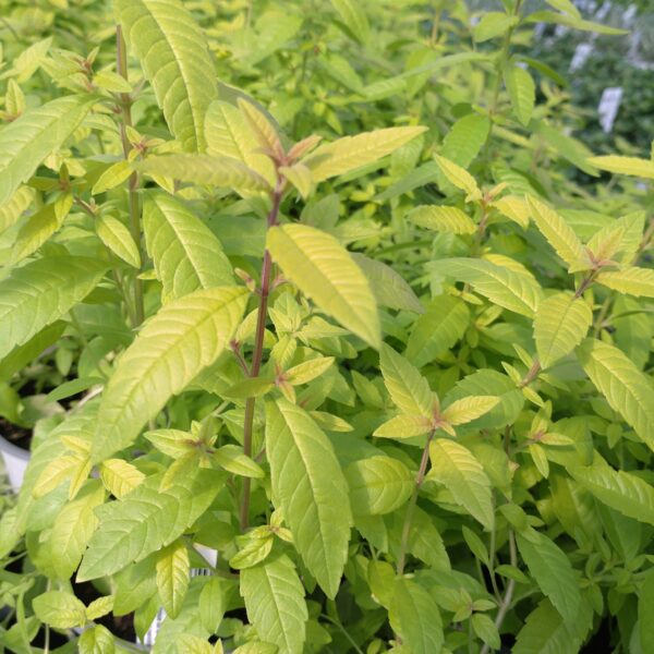 Lippia citriodora ‘Golden Wind’ (Citronverbena)