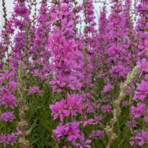Lythrum virgatum 'Dropmore Purple' (Kattehale)