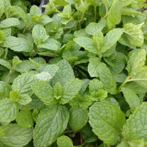 Mentha x villosa 'Cubanito' (Mojito- mynte)