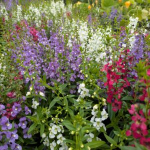 Angelonia angustifolia (Angelonia)