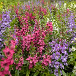 Angelonia angustifolia (Angelonia)
