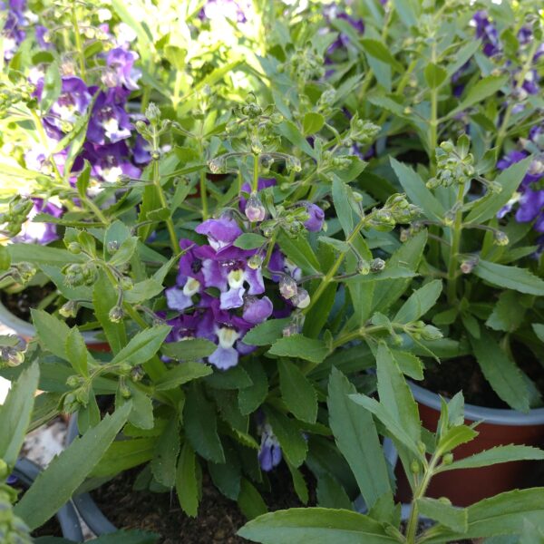 Angelonia angustifolia (Angelonia)