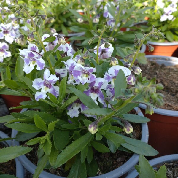 Angelonia angustifolia (Angelonia)