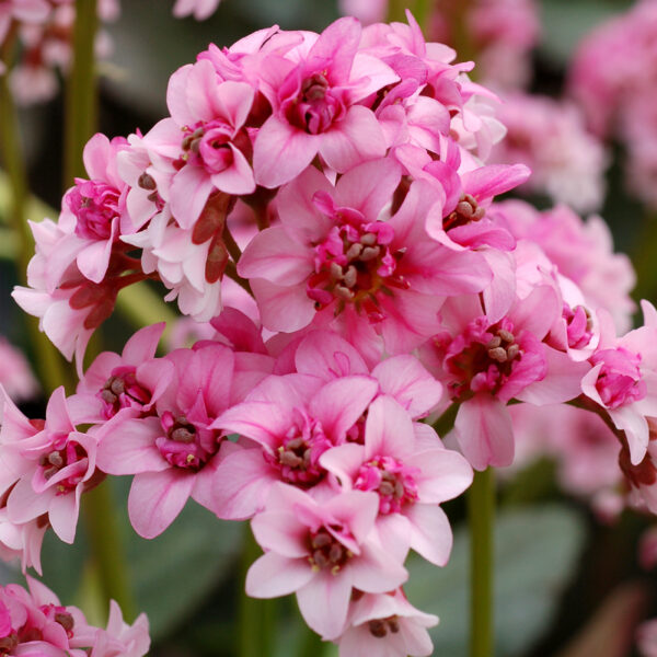 Bergenia 'Dragonfly Sakura' (Kæmpe stenbræk)