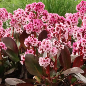 Bergenia 'Dragonfly Sakura' (Kæmpe stenbræk)