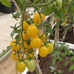 Blommetomat 'Dattolime'