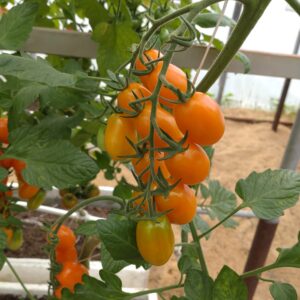 Blommetomat 'Dattorange'