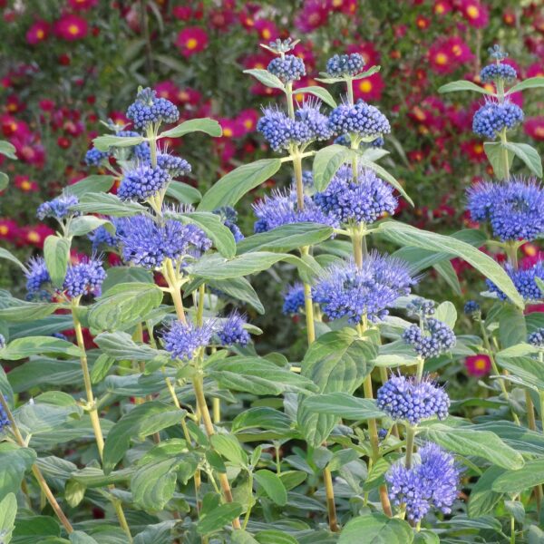 Caryopteris clandonensis 'Dark Knight' (Blåskæg)