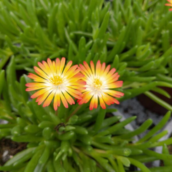 Delosperma cultivars (Middagsblomst)