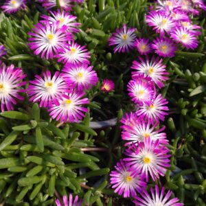 Delosperma cultivars (Middagsblomst)