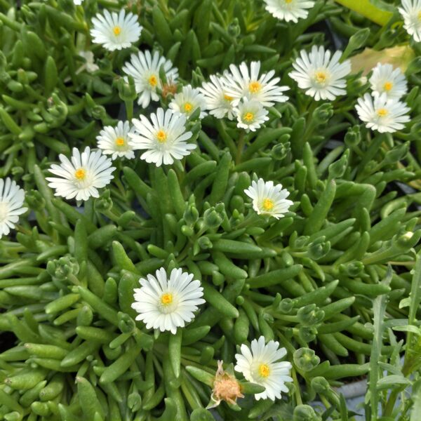 Delosperma cultivars (Middagsblomst)