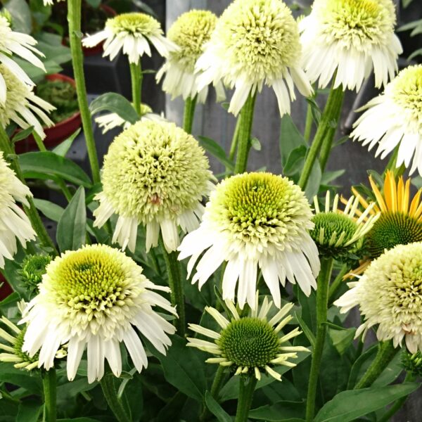 Echinacea purpurea 'Delicious Nougat' (Purpursolhat)