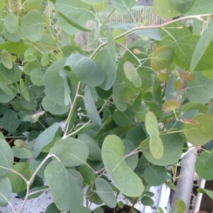 Eucalyptus pulverulenta 'Baby Blue' (Eucalyptus)