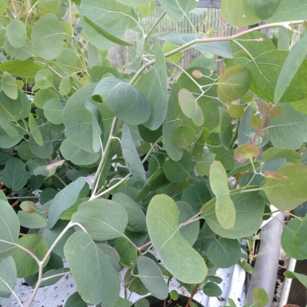 Eucalyptus pulverulenta 'Baby Blue' (Eucalyptus)