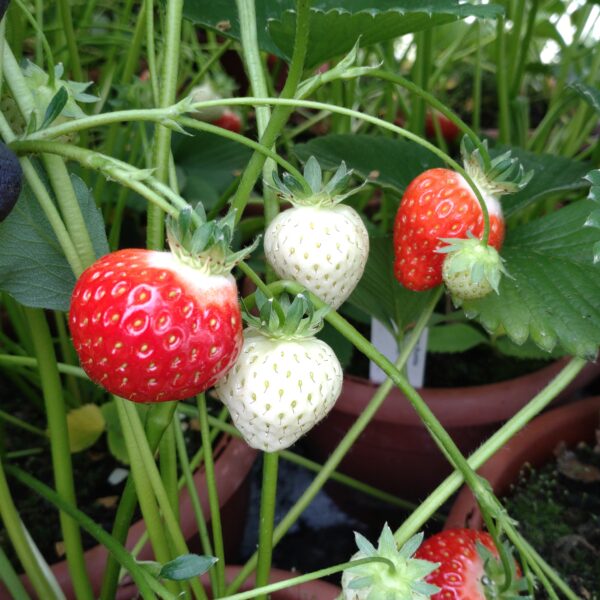 Fragaria x ananassa 'Rumba' (Jordbær)