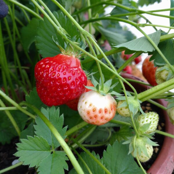 Fragaria x ananassa ‘Polka’ (Jordbær)