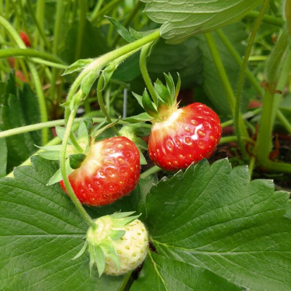 Fragaria x ananassa ‘Renaissance’ (Jordbær)