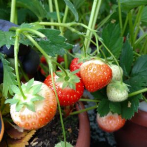 Fragaria x ananassa ‘Senga Sengana’ (Jordbær)