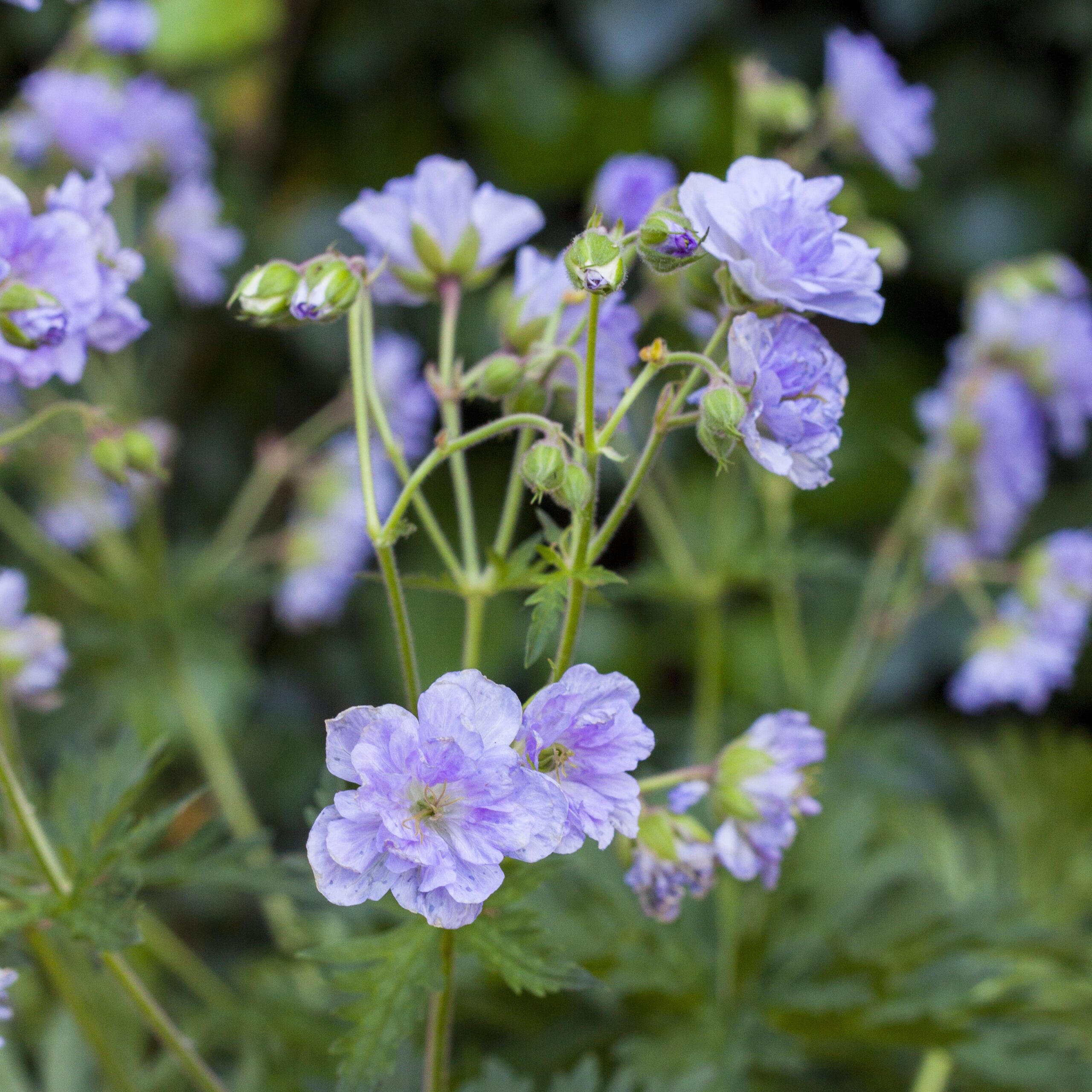 Geranium pratense 'Cloud Nine' (Storkenæb) - Lundagers Gartneri