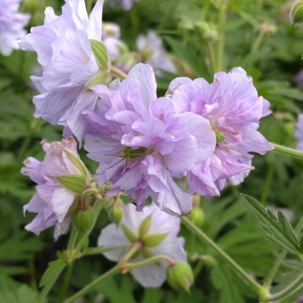 Geranium pratense 'Cloud Nine' (Storkenæb)