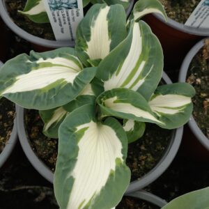 Hosta 'Hans' (Funkia)