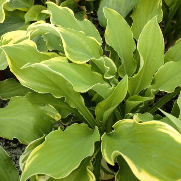 Hosta 'Wheee' (Funkia)