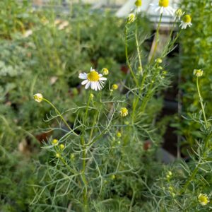Matricaria chamomilla (Kamille)