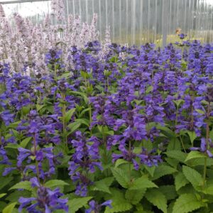 Nepeta kubanica 'Neptune' (Blåkant)