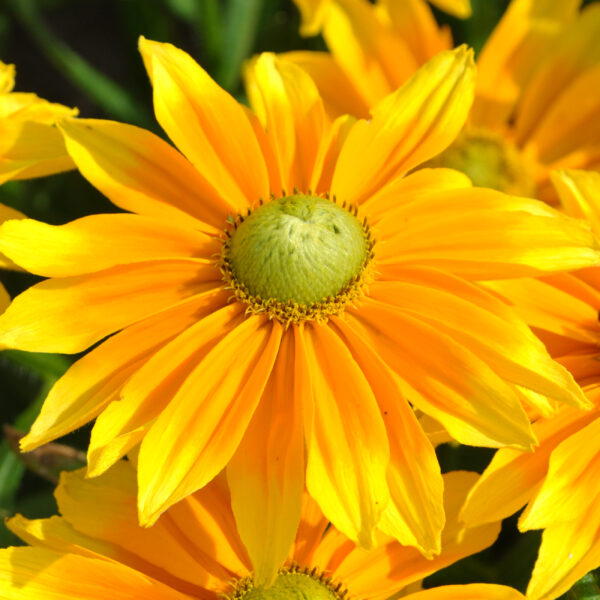 Rudbeckia hirta 'SmileyZ Lemon' (Solhat)