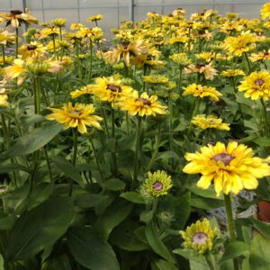 Rudbeckia ‘Flamenco Vanilla’ (Solhat)