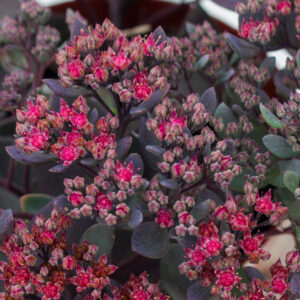 Sedum x hybridum 'Sunsparkler Dazzleberry' (Stenurt)
