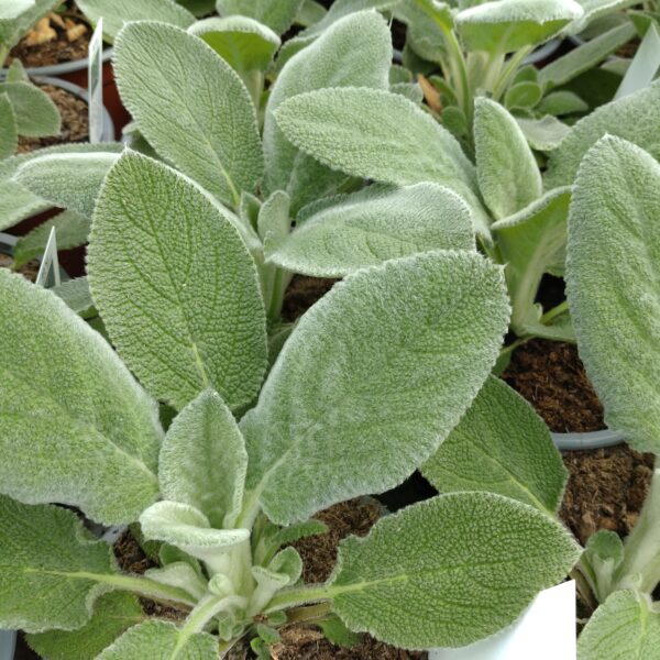 Stachys byzantina 'Helene Von Stein' 'Big Ears' (Storbladet lammeøre)