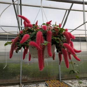 Acalypha hybrid 'Foxie' (Acalypha, Ampel)
