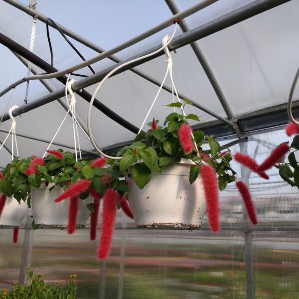 Acalypha hybrid 'Foxie' (Acalypha) (Ampel)