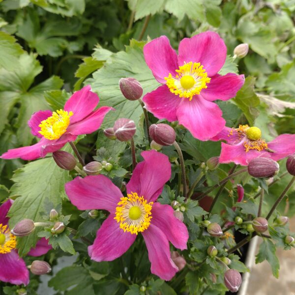 Anemone hupehensis 'Fantasy Red Riding Hood' (Høstanemone)