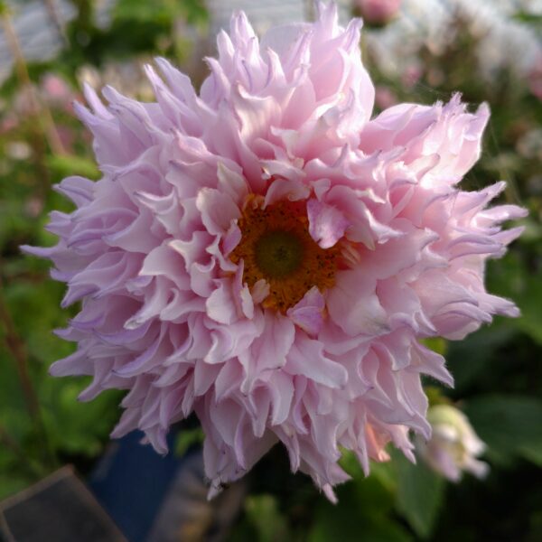 Anemone hupehensis 'Frilly knickers' (Høstanemone)