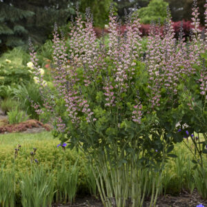 Baptisia 'Decadence Pink Truffles' (Farvebælg)