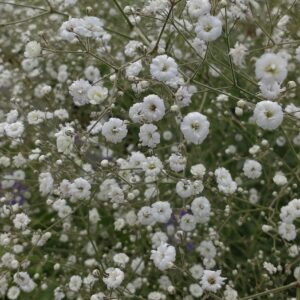 Gypsophila paniculata 'Festival White' (Brudeslør)